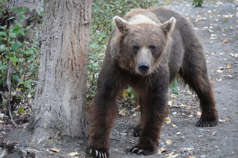 Facts about Grizzly Bear Grizzly Bear Protection Yukon