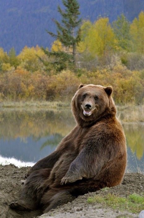 Grizzly bears: North America's brown bear