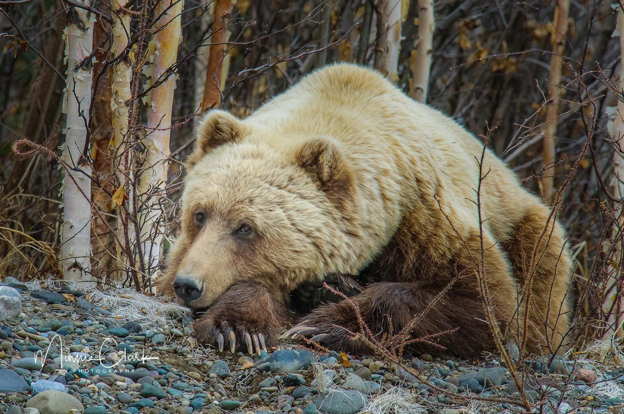 Situation in Yukon Grizzly Bear Protection Yukon