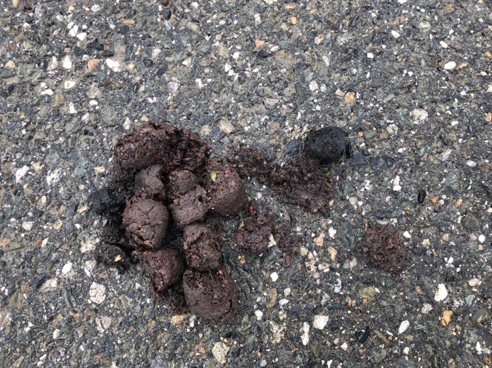 News Grizzly Bear Protection Yukon