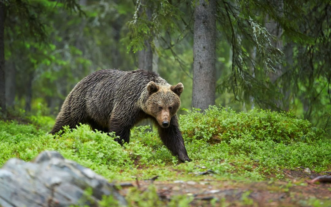 Conversations around Grizzlies in the West