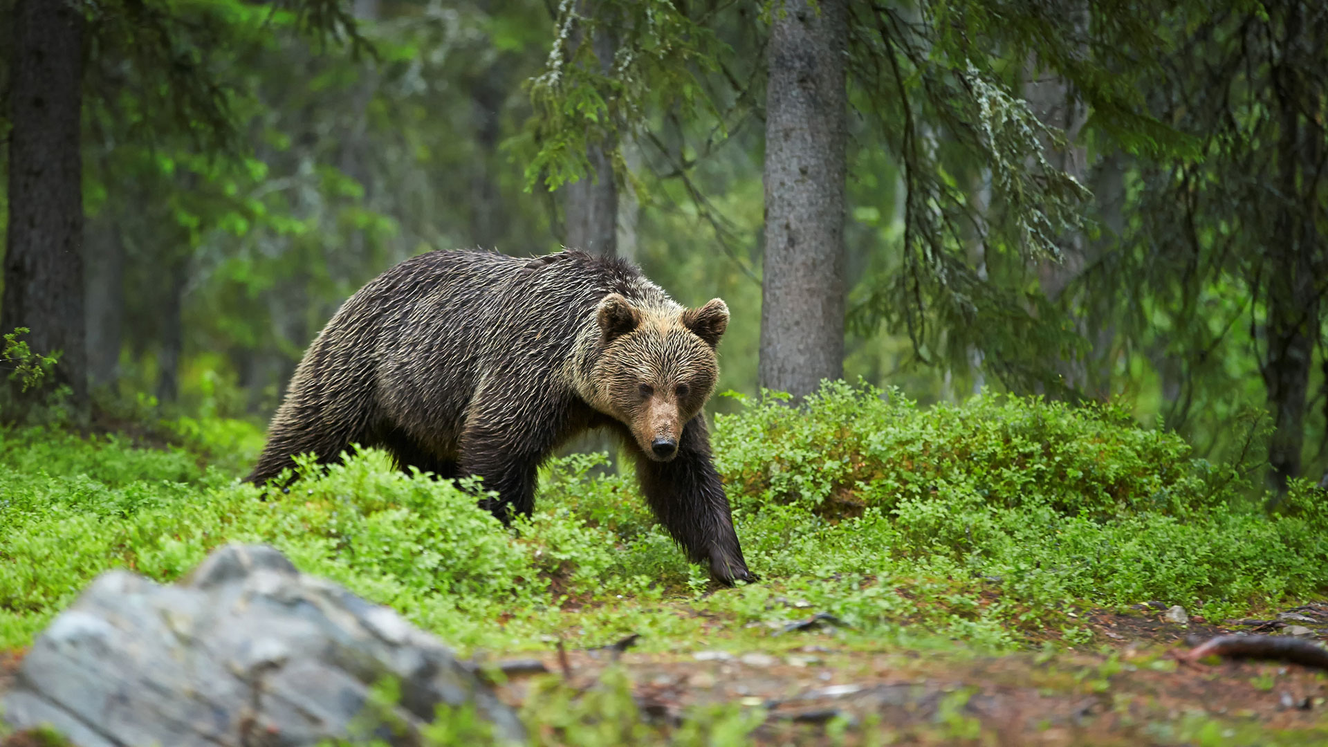 News Grizzly Bear Protection Yukon