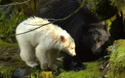 Protecting B.C.'s grizzly bears means protecting the wild places you know  and love - Yellowstone to Yukon Conservation Initiative